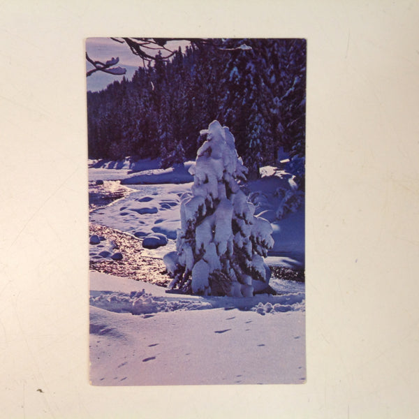 Vintage Fritz Vibe Plastichrome Souvenir Color Postcard Truckee River Near Lake Tahoe and Squaw Valley California
